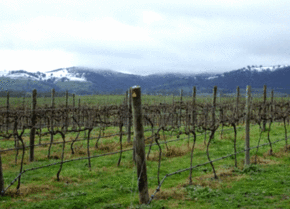 Kinloch Wines - SA Accommodation