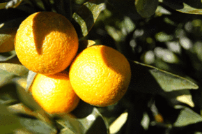 Kinloch Wines - SA Accommodation 1