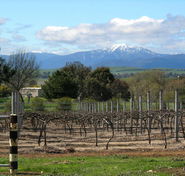 Buller View Wines - SA Accommodation