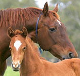 Blue Gum Farm - SA Accommodation