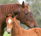 Blue Gum Farm - SA Accommodation 0