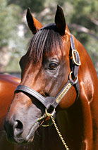 Blue Gum Farm - SA Accommodation 2