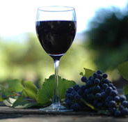 Lion Mill Vineyards - SA Accommodation