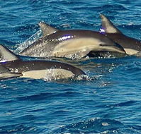 Dolphin Swim Australia - SA Accommodation