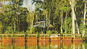 Daintree Rainforest River Trains - SA Accommodation 3