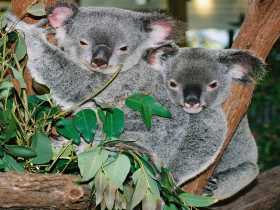 Kuranda Koala Gardens - SA Accommodation 2