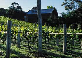 Goona Warra Vineyard - SA Accommodation 1