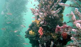 Underwater Sports Diving Centre - SA Accommodation 2