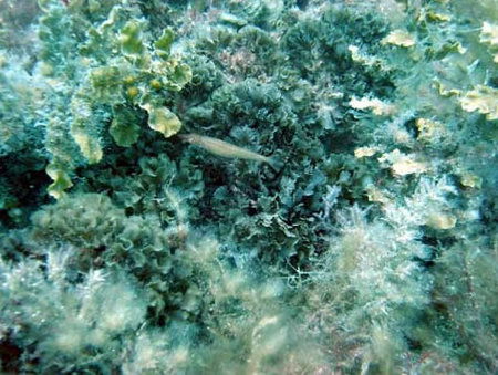Underwater Sports Diving Centre - SA Accommodation 3