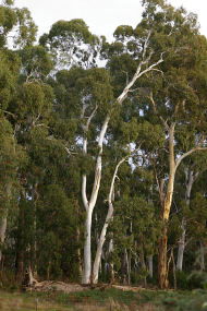 Heysen - The Cedars - SA Accommodation 2