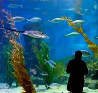 Melbourne Aquarium - SA Accommodation