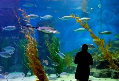Melbourne Aquarium - SA Accommodation 0