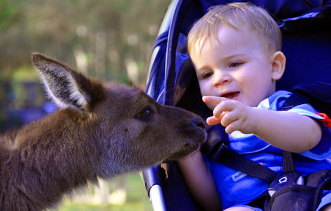 Australian Reptile Park - SA Accommodation 6