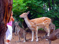 Birdland Animal Park - SA Accommodation 4