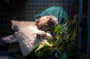 Jirrahlinga Koala & Wildlife Sanctuary - SA Accommodation 3