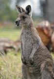 Jirrahlinga Koala & Wildlife Sanctuary - SA Accommodation 4