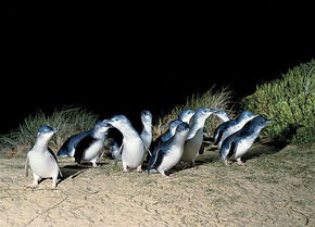 Phillip Island Penguin Parade - SA Accommodation 3