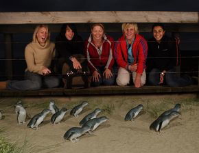 Phillip Island Penguin Parade - SA Accommodation 4