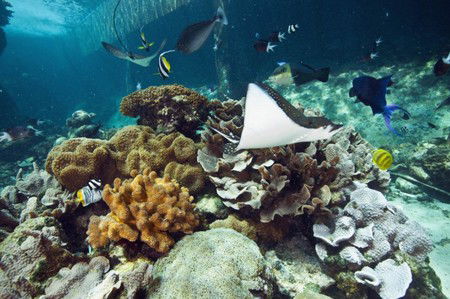 Reef HQ Great Barrier Reef Aquarium - SA Accommodation 3