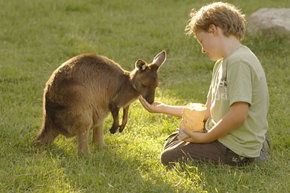 Cleland Wildlife Park - SA Accommodation 4