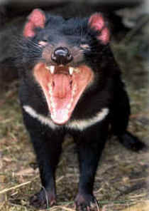 Zoo Doo Wildlife Park - SA Accommodation 4