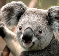 Potoroo Palace - SA Accommodation