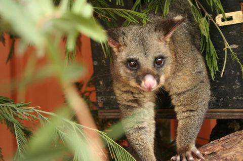 Potoroo Palace - SA Accommodation 3