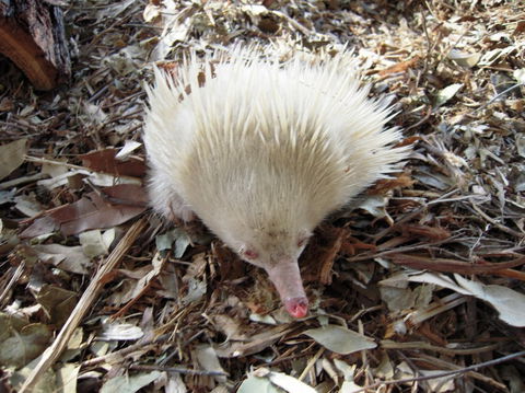 Potoroo Palace - SA Accommodation 4