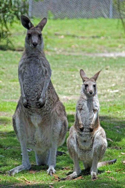 Potoroo Palace - SA Accommodation 5