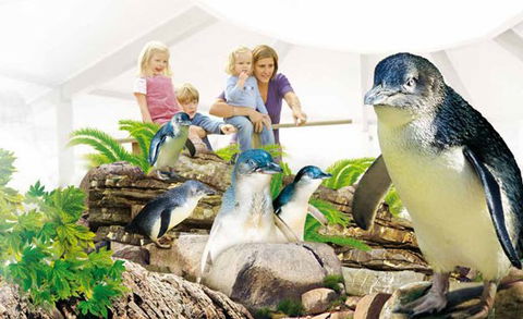 Manly SEA LIFE Sanctuary - SA Accommodation 1