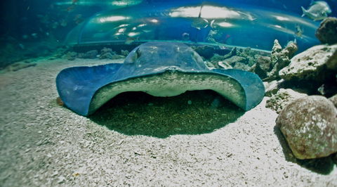 Manly SEA LIFE Sanctuary - SA Accommodation 3