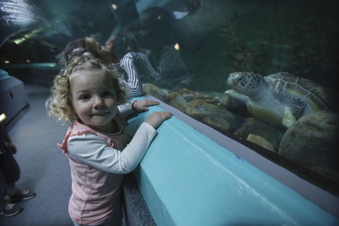 Manly SEA LIFE Sanctuary - SA Accommodation 4