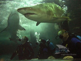 Manly SEA LIFE Sanctuary - SA Accommodation 5
