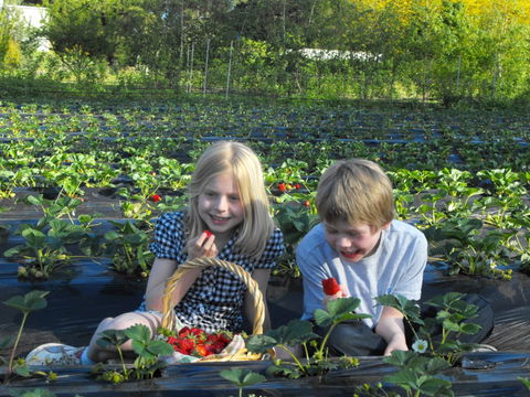 Blue Hills Berries & Cherries - SA Accommodation 0