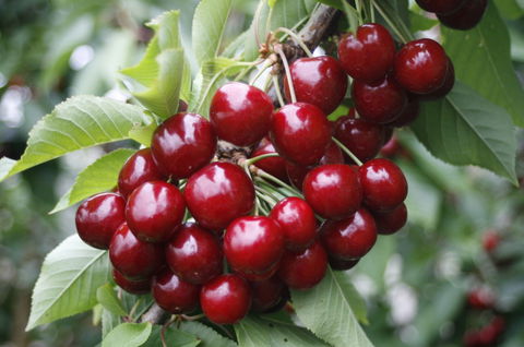 Blue Hills Berries & Cherries - SA Accommodation 2