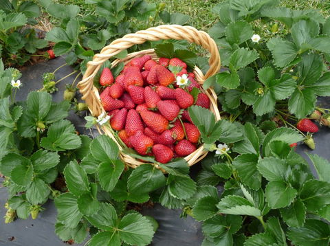 Blue Hills Berries & Cherries - SA Accommodation 3