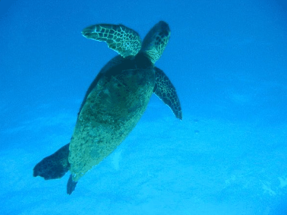 Big Cat Reality - SA Accommodation 0