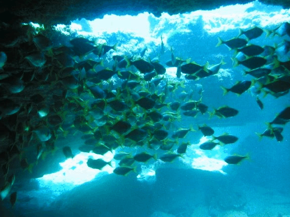 Big Cat Reality - SA Accommodation 3