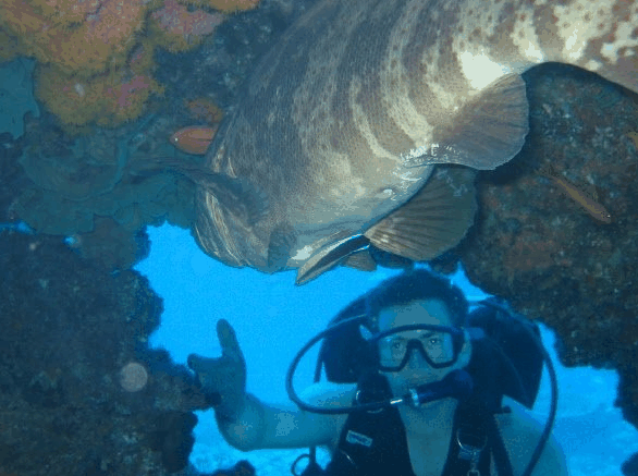 Big Cat Reality - thumb 4