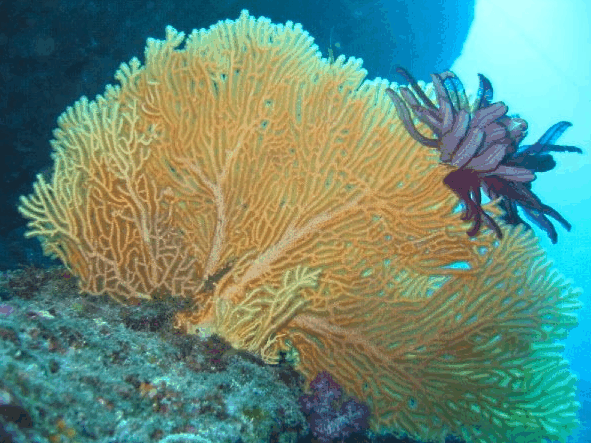 Big Cat Reality - SA Accommodation 5