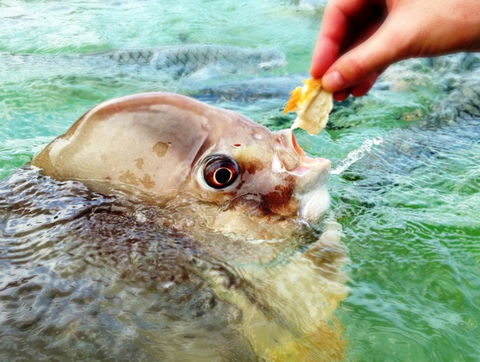 Aquascene Fish Feeding Sanctuary - SA Accommodation 1