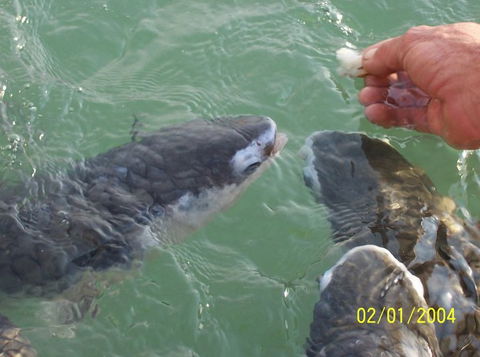 Aquascene Fish Feeding Sanctuary - SA Accommodation 2