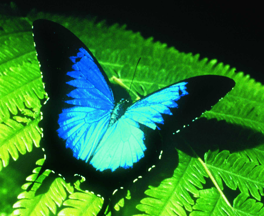 Australian Butterfly Sanctuary - SA Accommodation