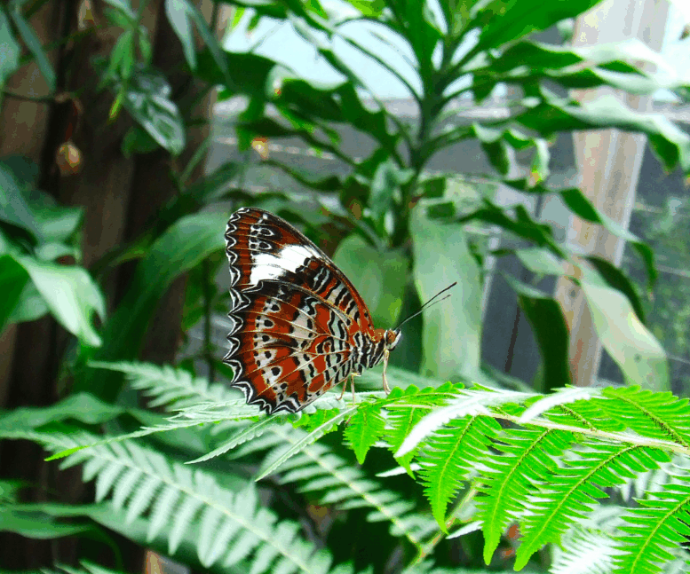 Australian Butterfly Sanctuary - SA Accommodation 1