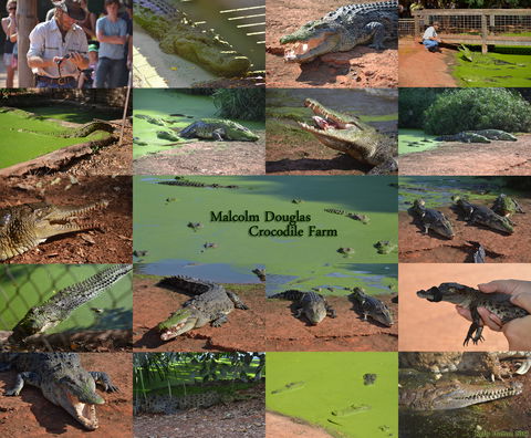 The Malcolm Douglas Crocodile Park - SA Accommodation 0