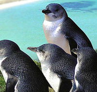 Rockingham Wild Encounters - SA Accommodation