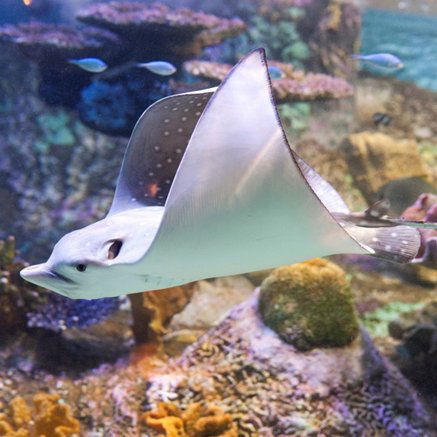 Melbourne Aquarium - SA Accommodation 4