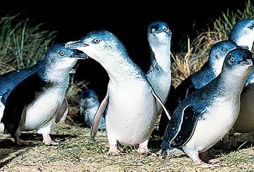 Bunyip Tours - SA Accommodation 4