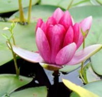 The Lotus Day Spa and Retreat - SA Accommodation