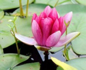 The Lotus Day Spa And Retreat - SA Accommodation 0